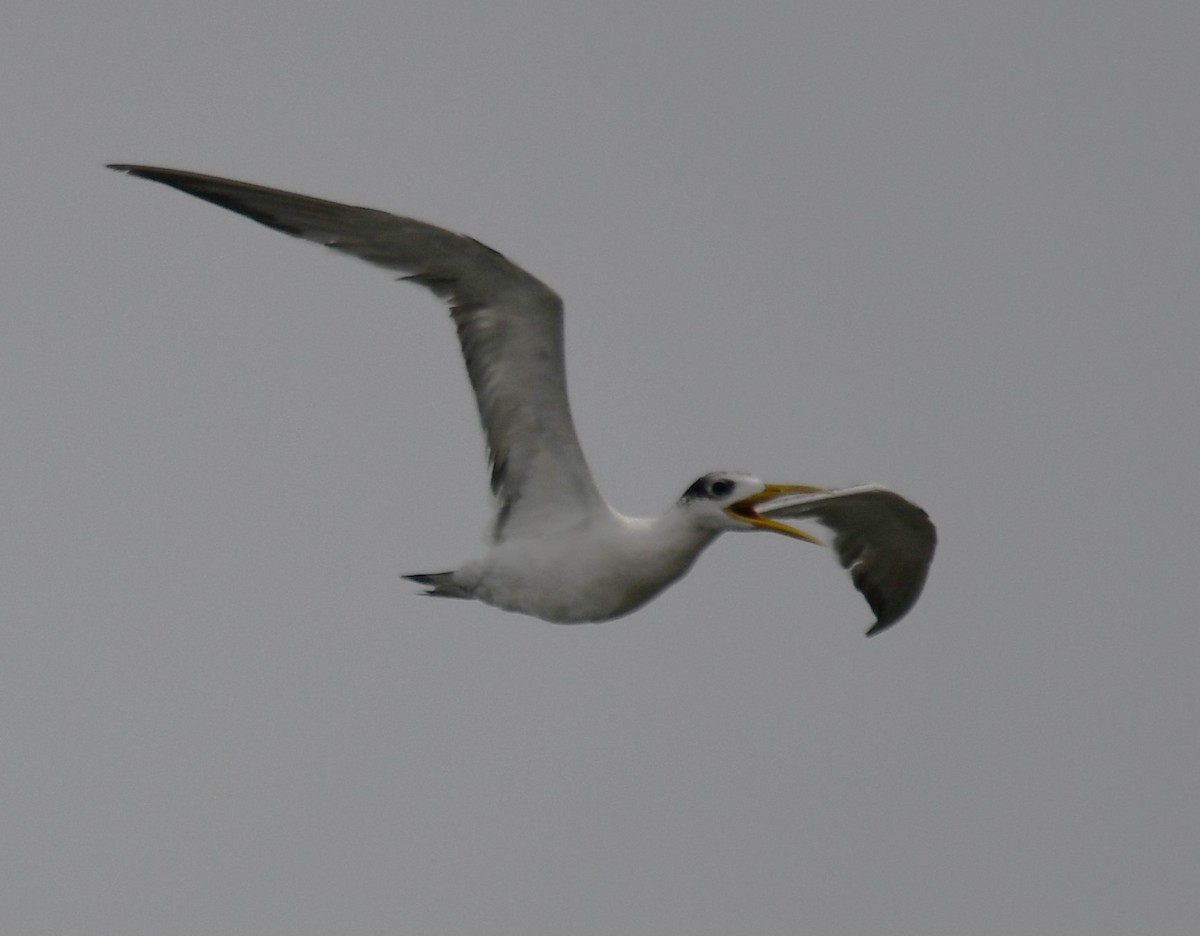 鳳頭燕鷗 - ML642700084