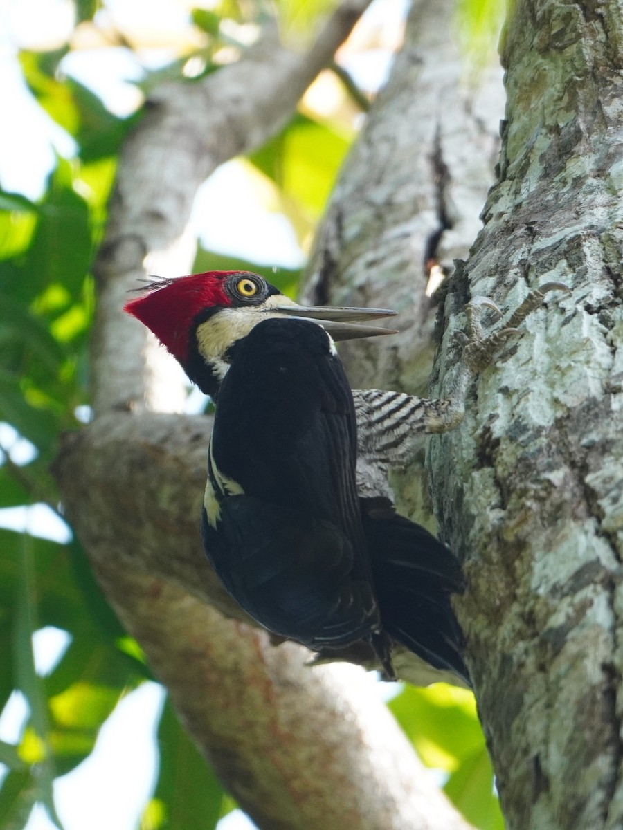 Crimson-crested Woodpecker - ML642700104