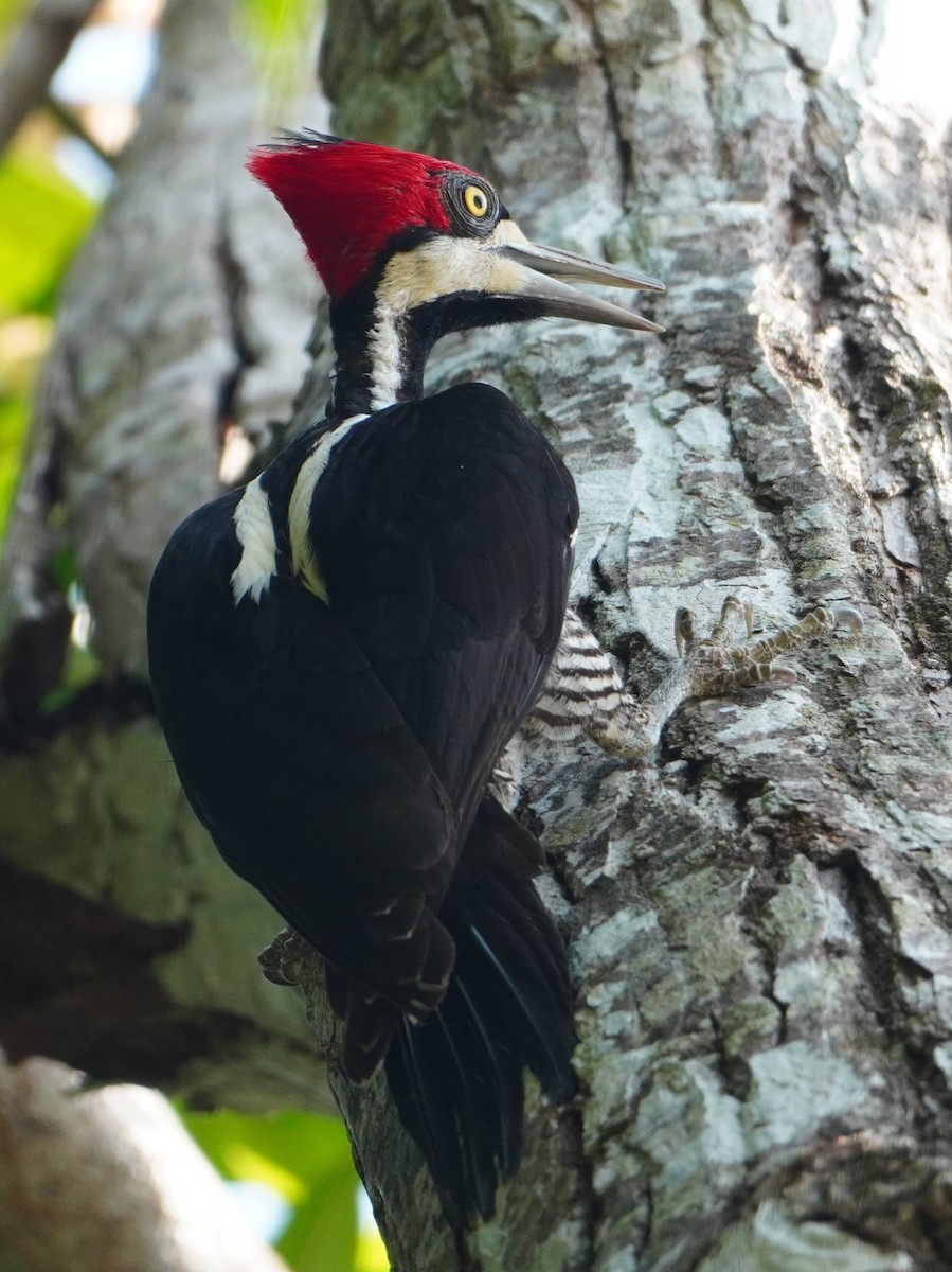 Crimson-crested Woodpecker - ML642700105