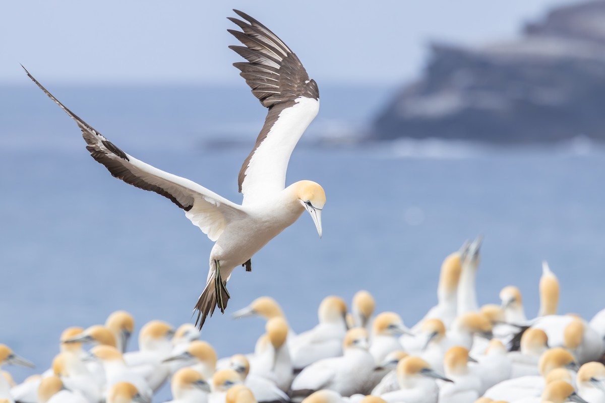 Australasian Gannet - ML642700107