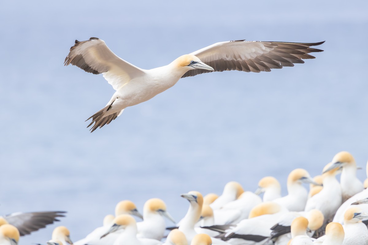 Australasian Gannet - ML642700108
