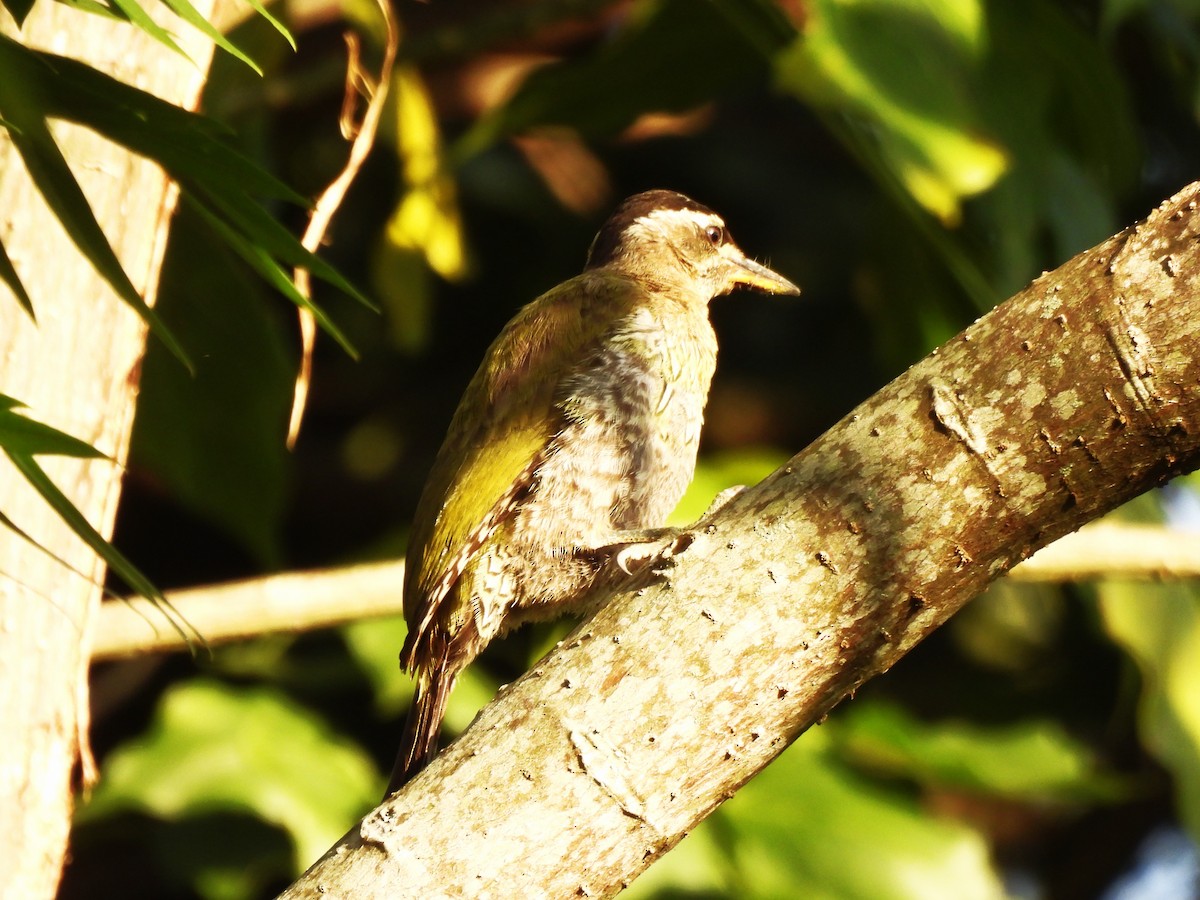 Streak-throated Woodpecker - ML642700131