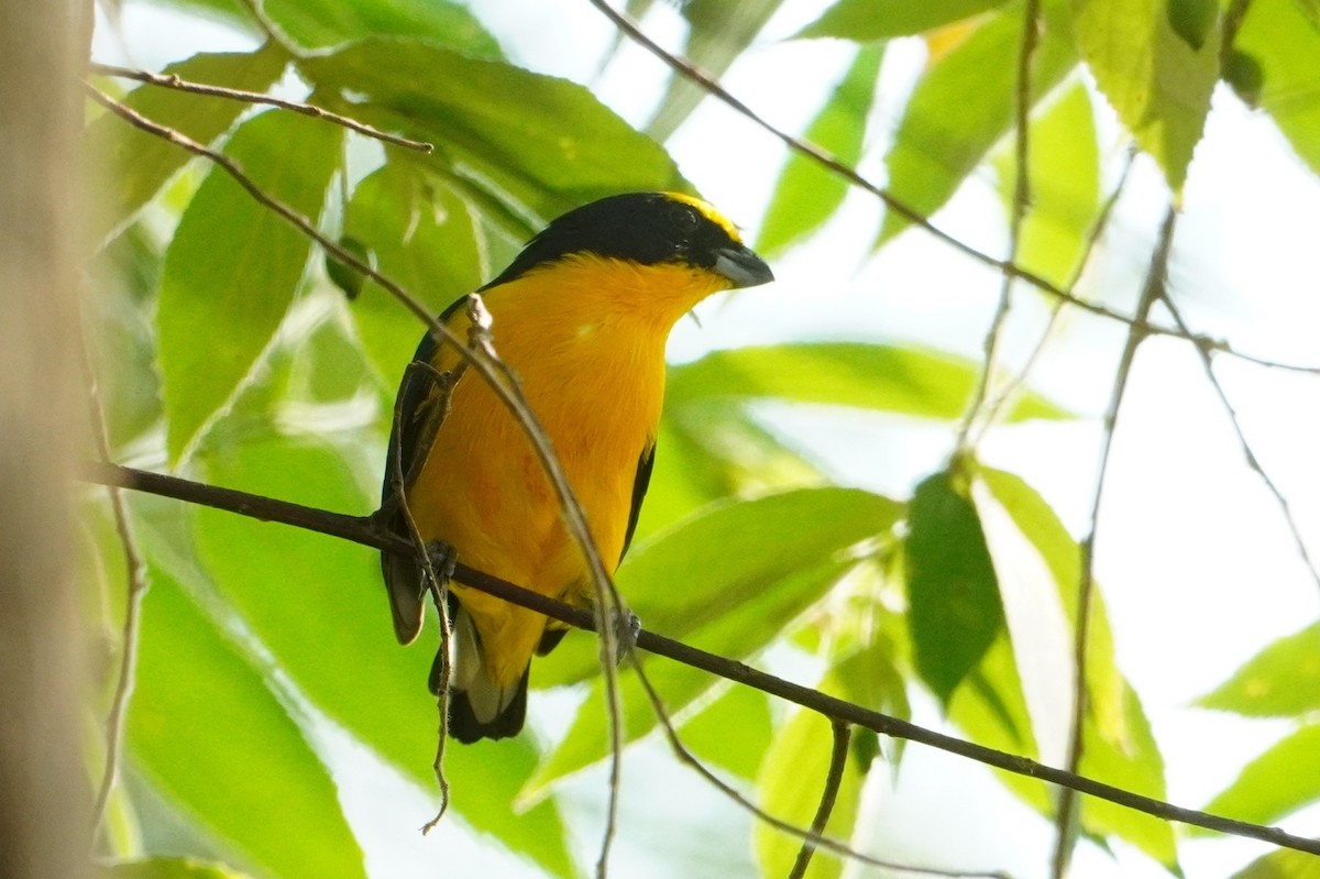 Thick-billed Euphonia - ML642700139