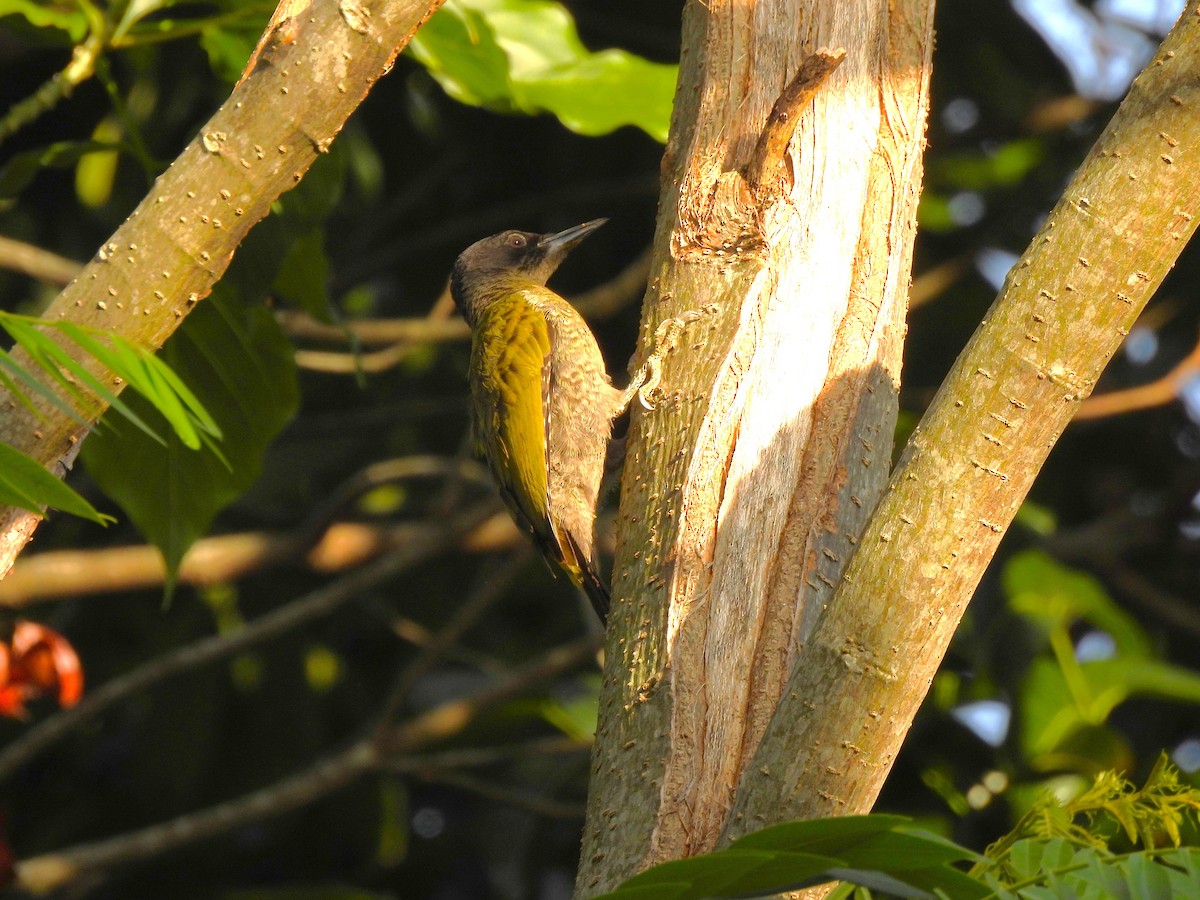 Streak-throated Woodpecker - ML642700143