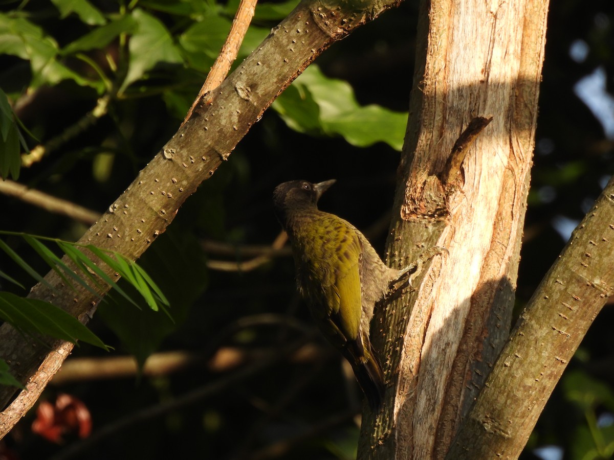 Streak-throated Woodpecker - ML642700166