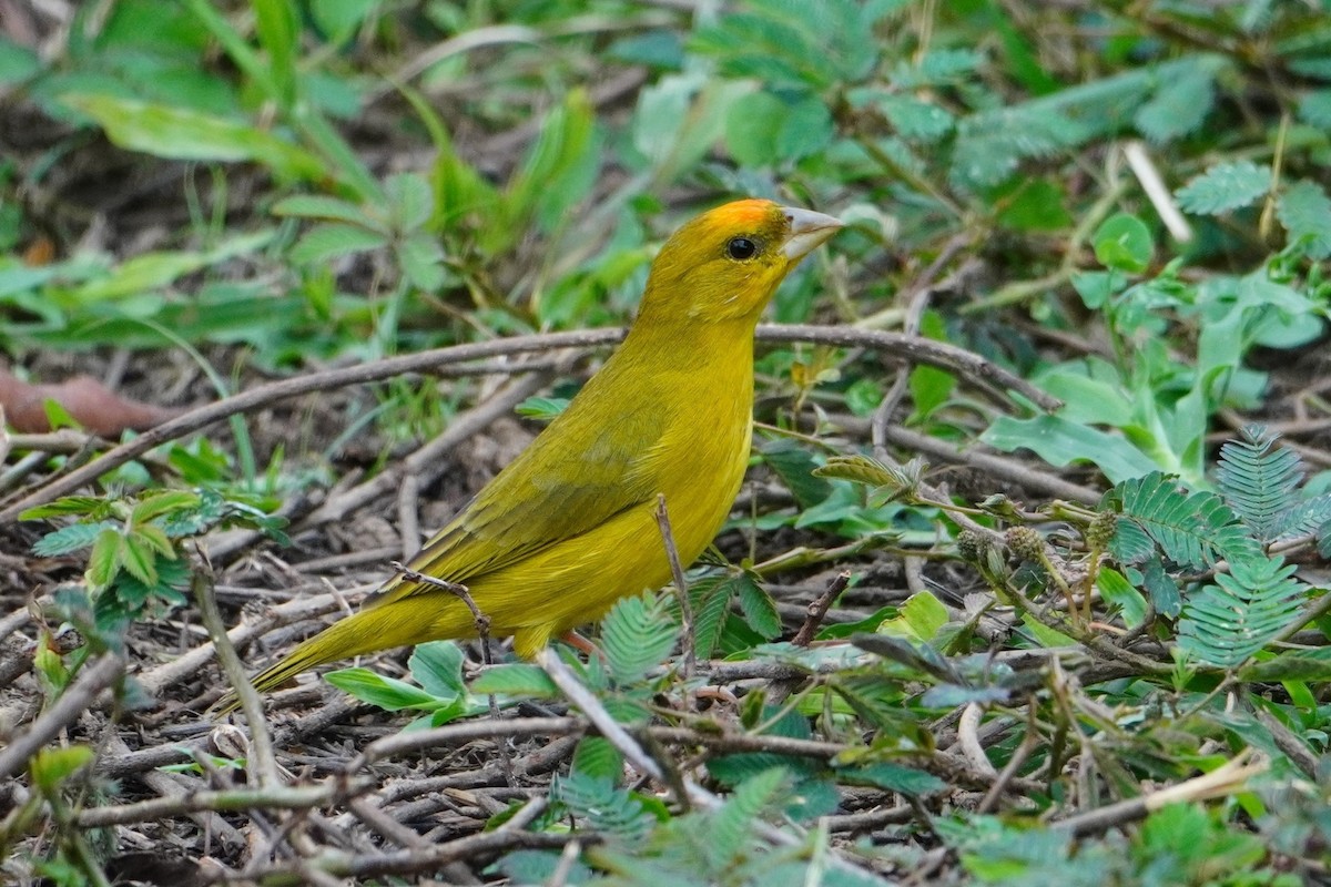 Orange-fronted Yellow-Finch - ML642700169
