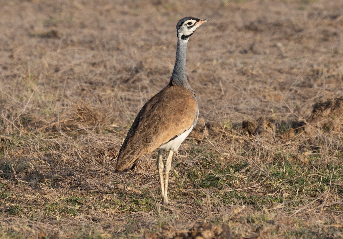 White-bellied Bustard - ML642700174