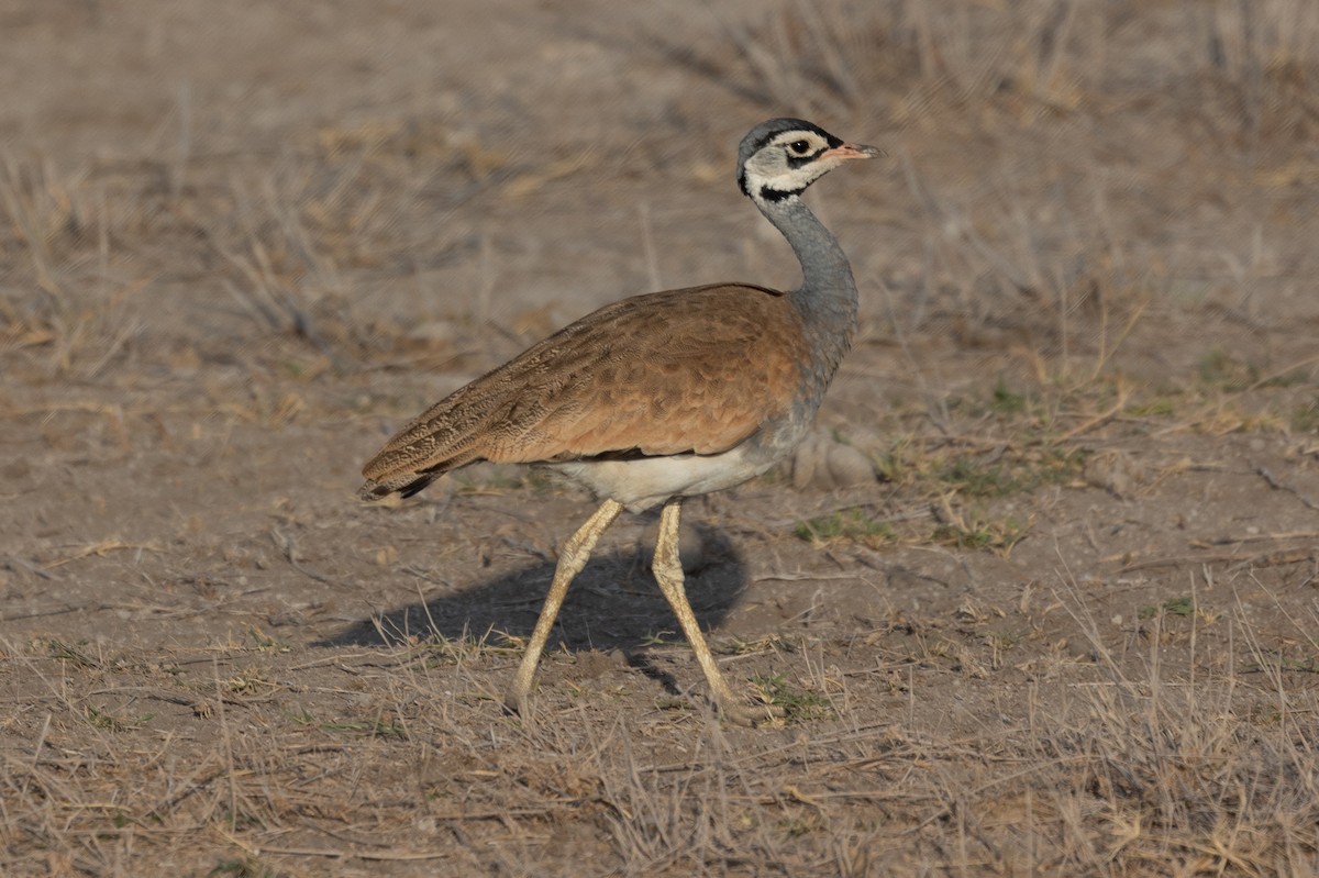 White-bellied Bustard - ML642700175