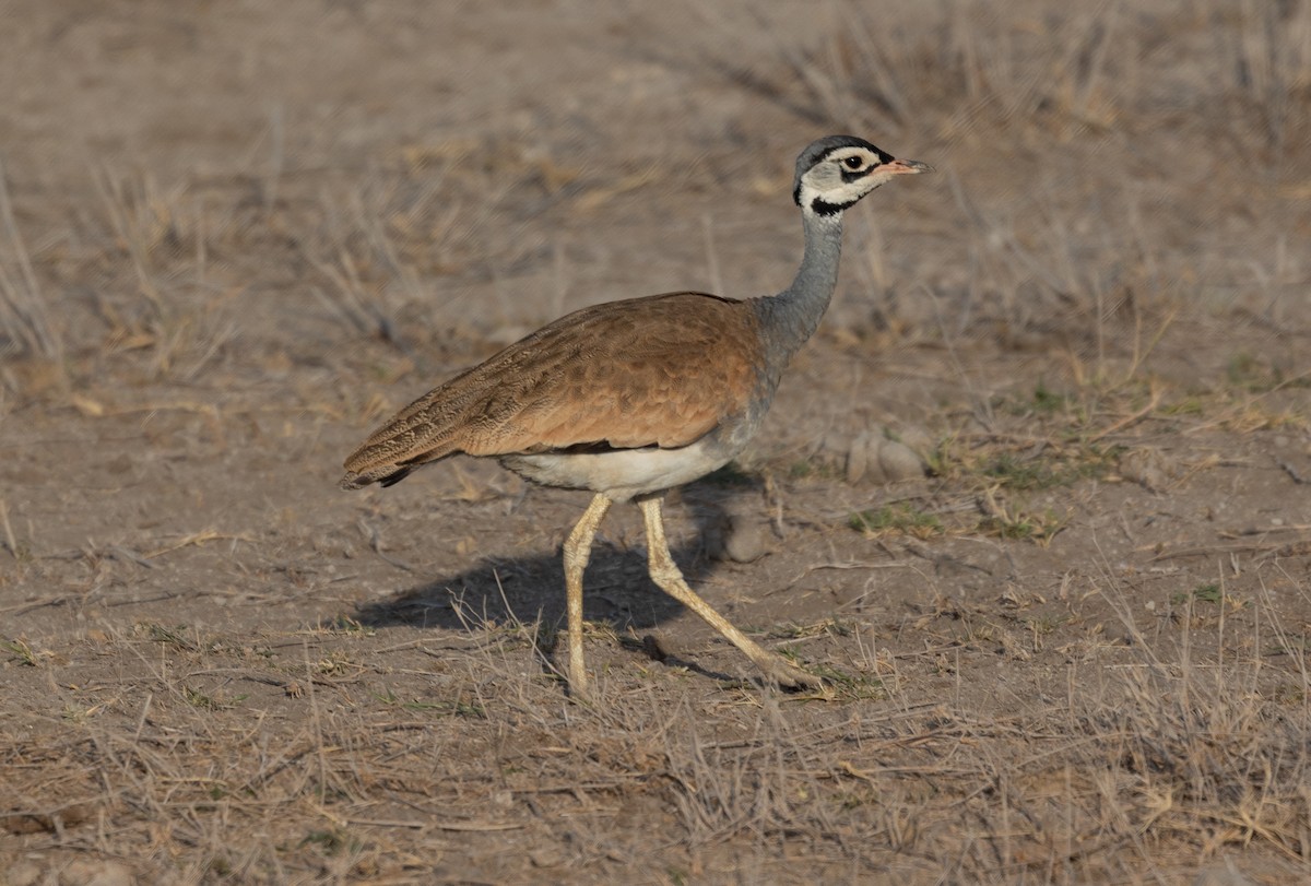 White-bellied Bustard - ML642700176
