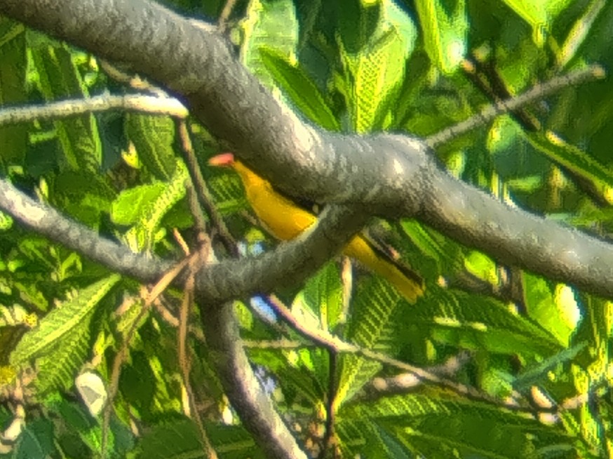 Black-naped Oriole - ML642700178