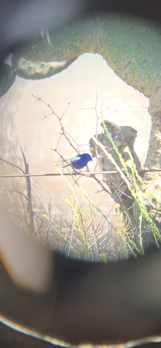 White-winged Fairywren - ML642700196