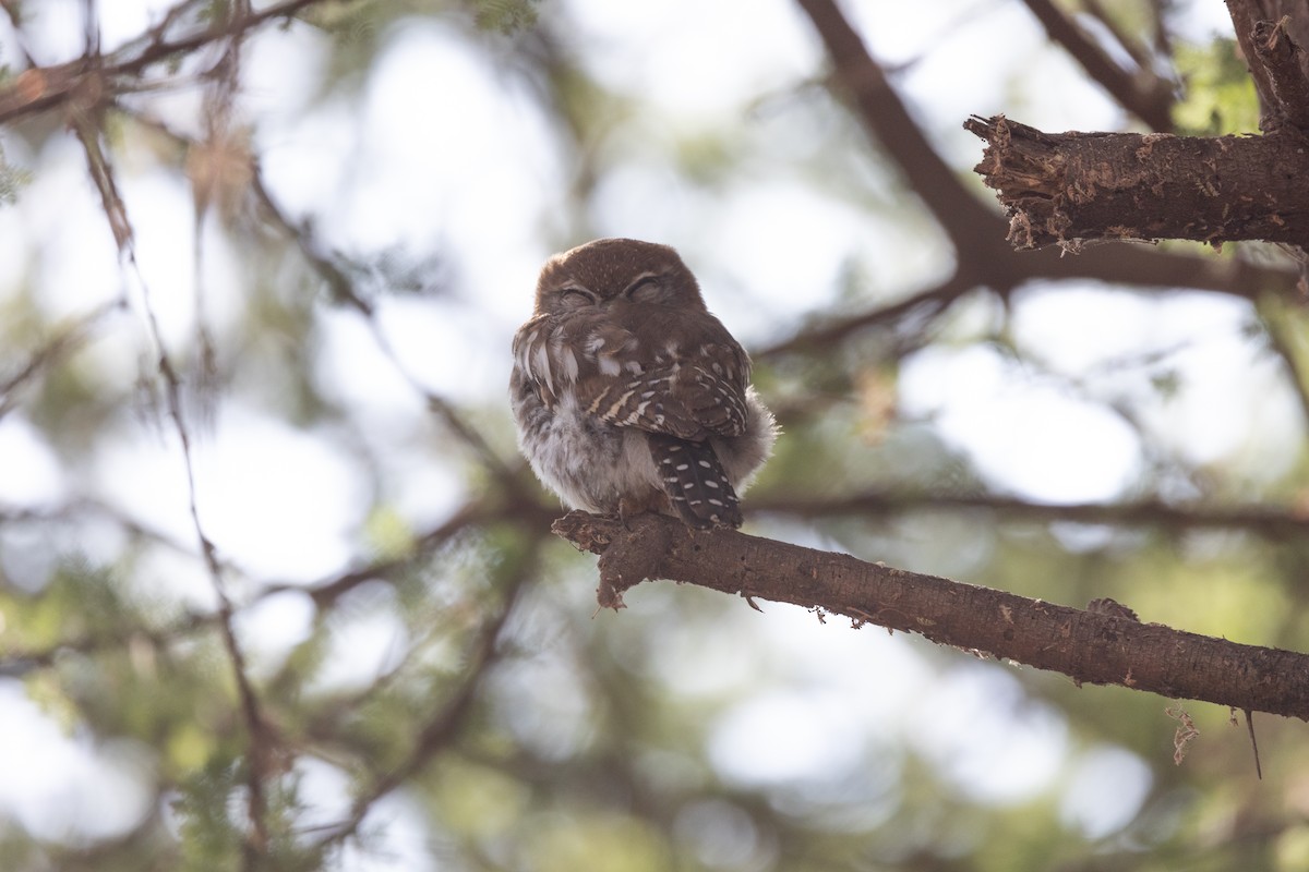 Pearl-spotted Owlet - ML642700201