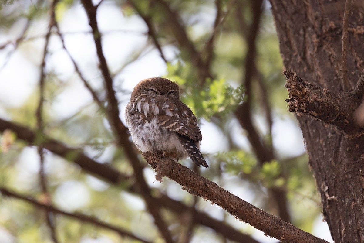 Pearl-spotted Owlet - ML642700202