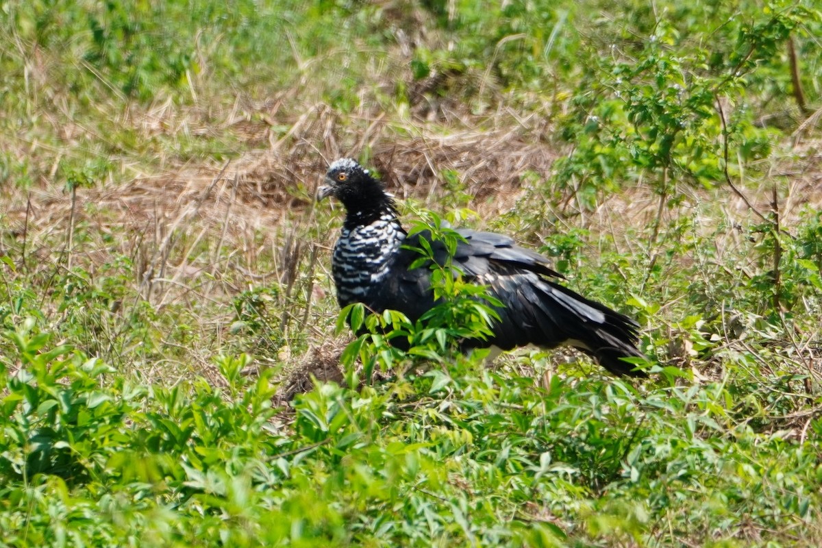 Horned Screamer - ML642700217