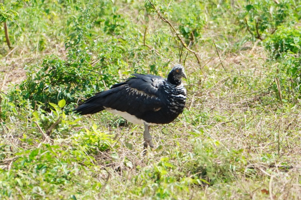 Horned Screamer - ML642700218