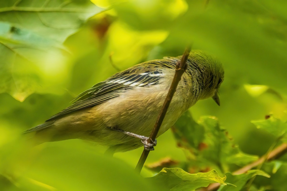 Bay-breasted Warbler - ML642700219