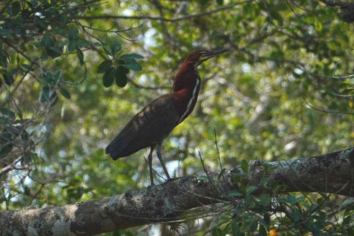 Rufescent Tiger-Heron - ML642700222