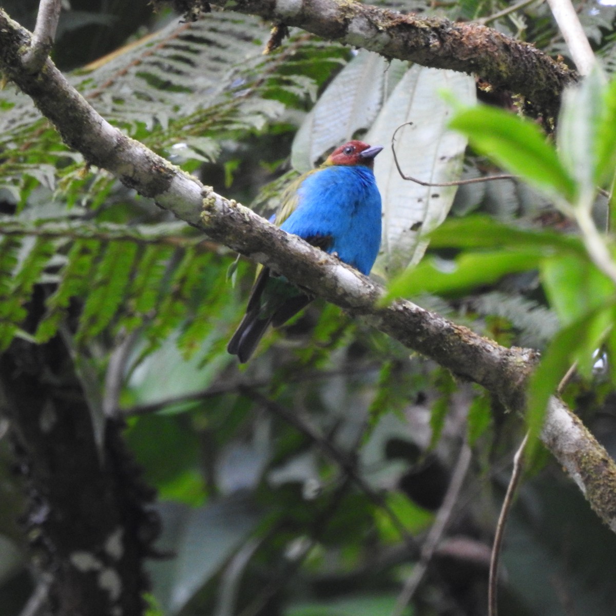 Bay-headed Tanager - ML642700223