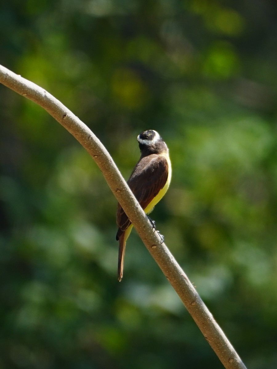 White-bearded Flycatcher - ML642700234