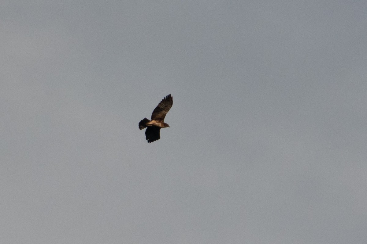 Pygmy Eagle - ML642700237