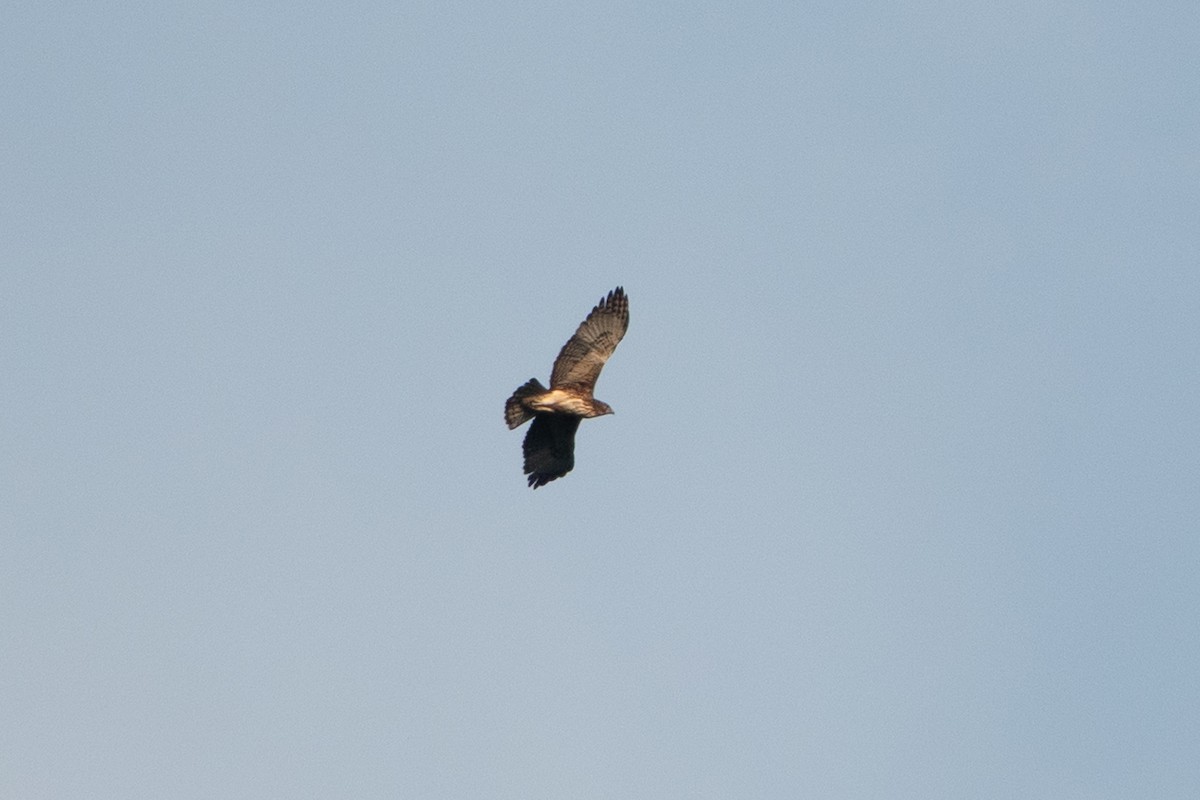 Pygmy Eagle - ML642700238