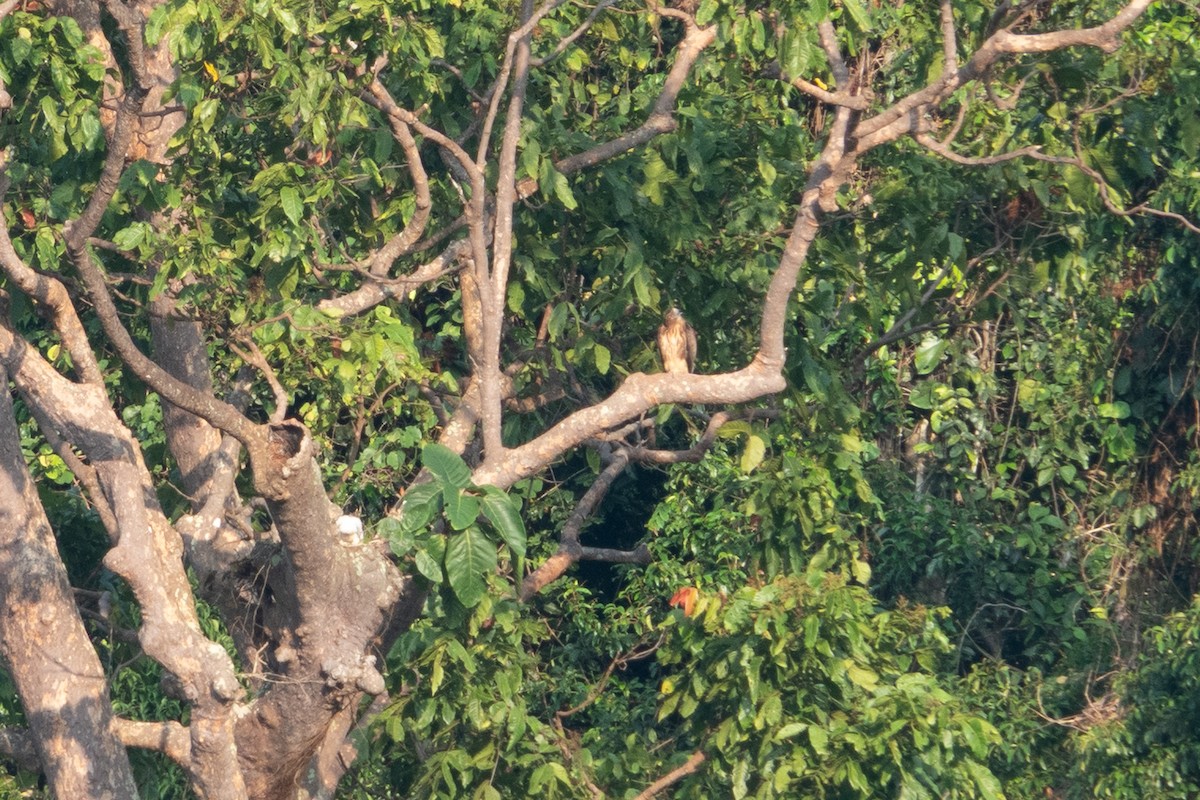 Pygmy Eagle - ML642700239