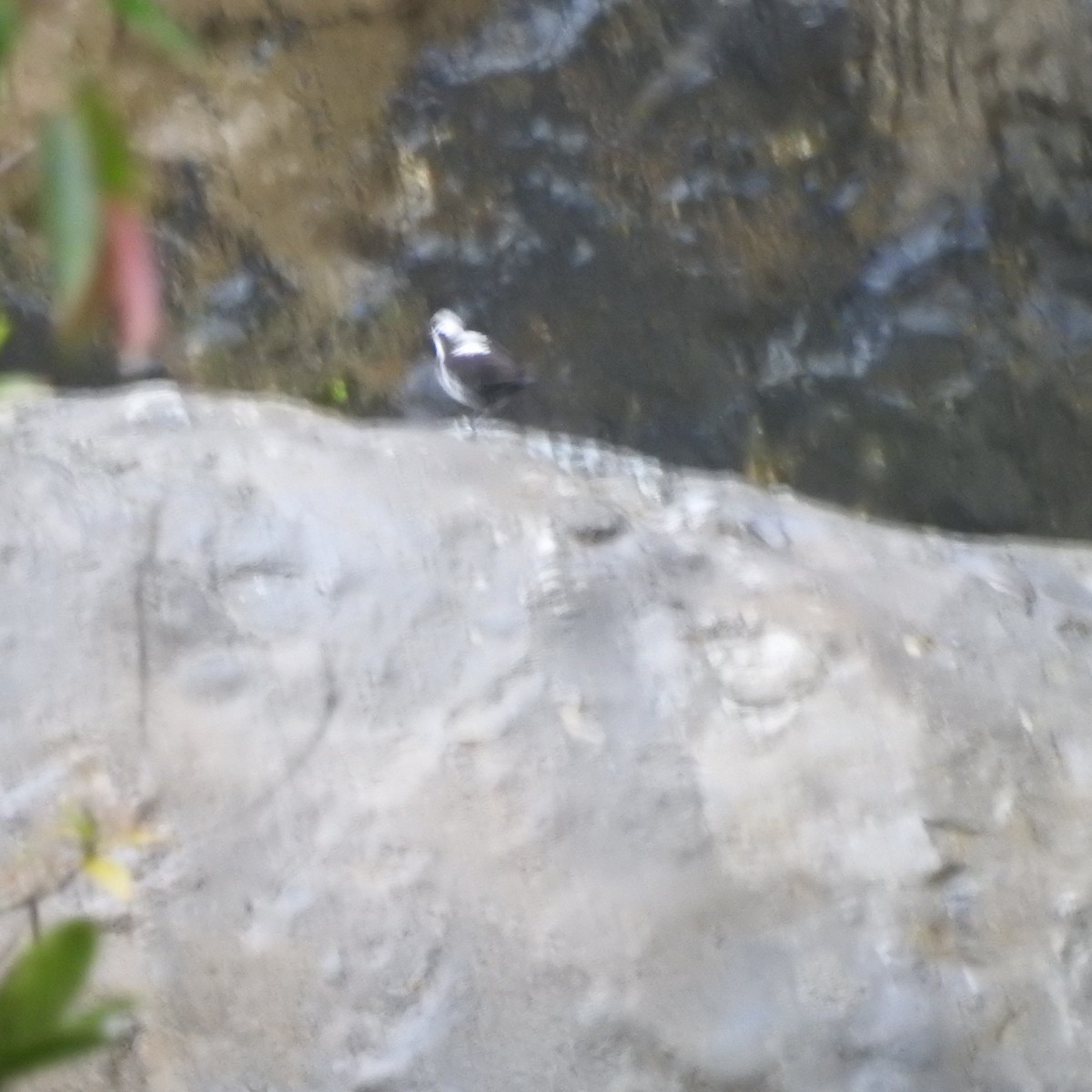 White-capped Dipper - ML642700247