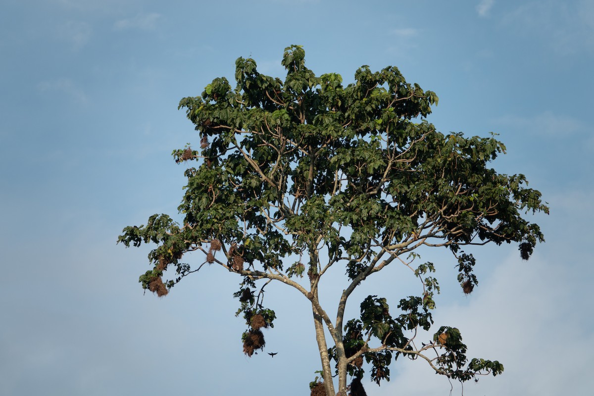 Metallic Starling (Metallic) - ML642700248