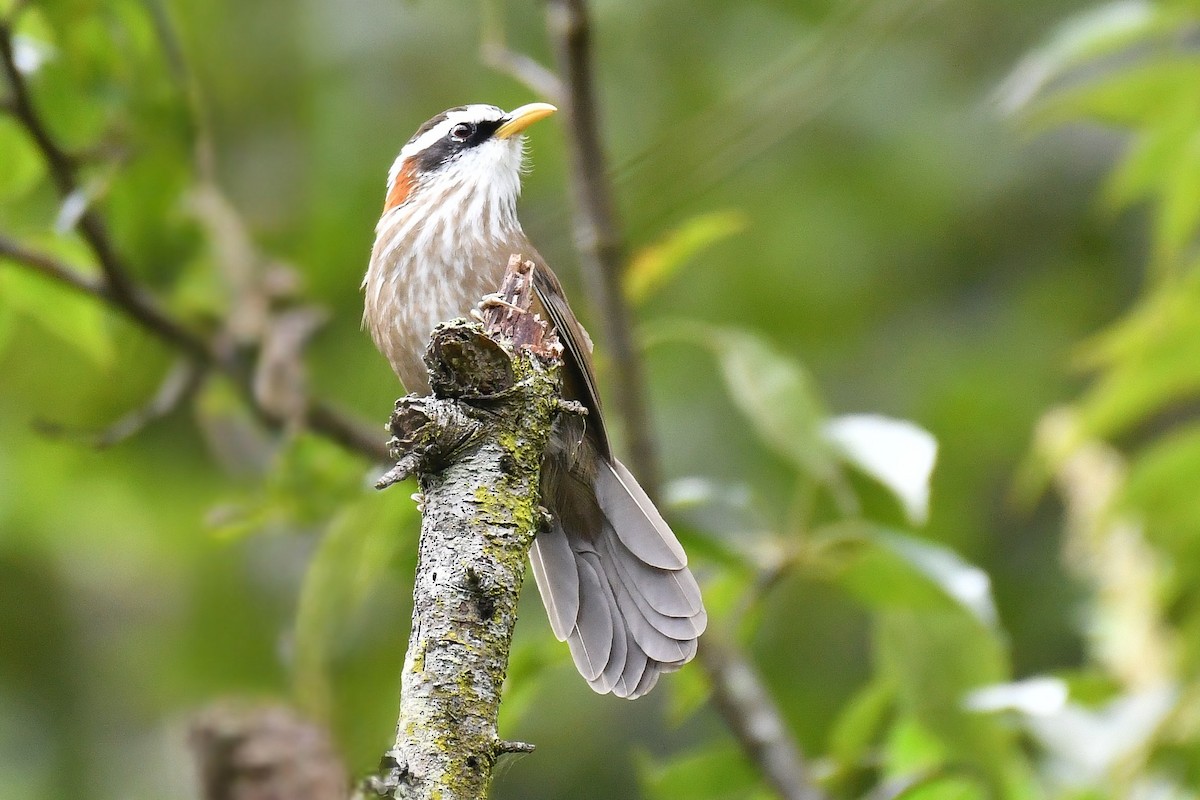 Streak-breasted Scimitar-Babbler - ML642700250