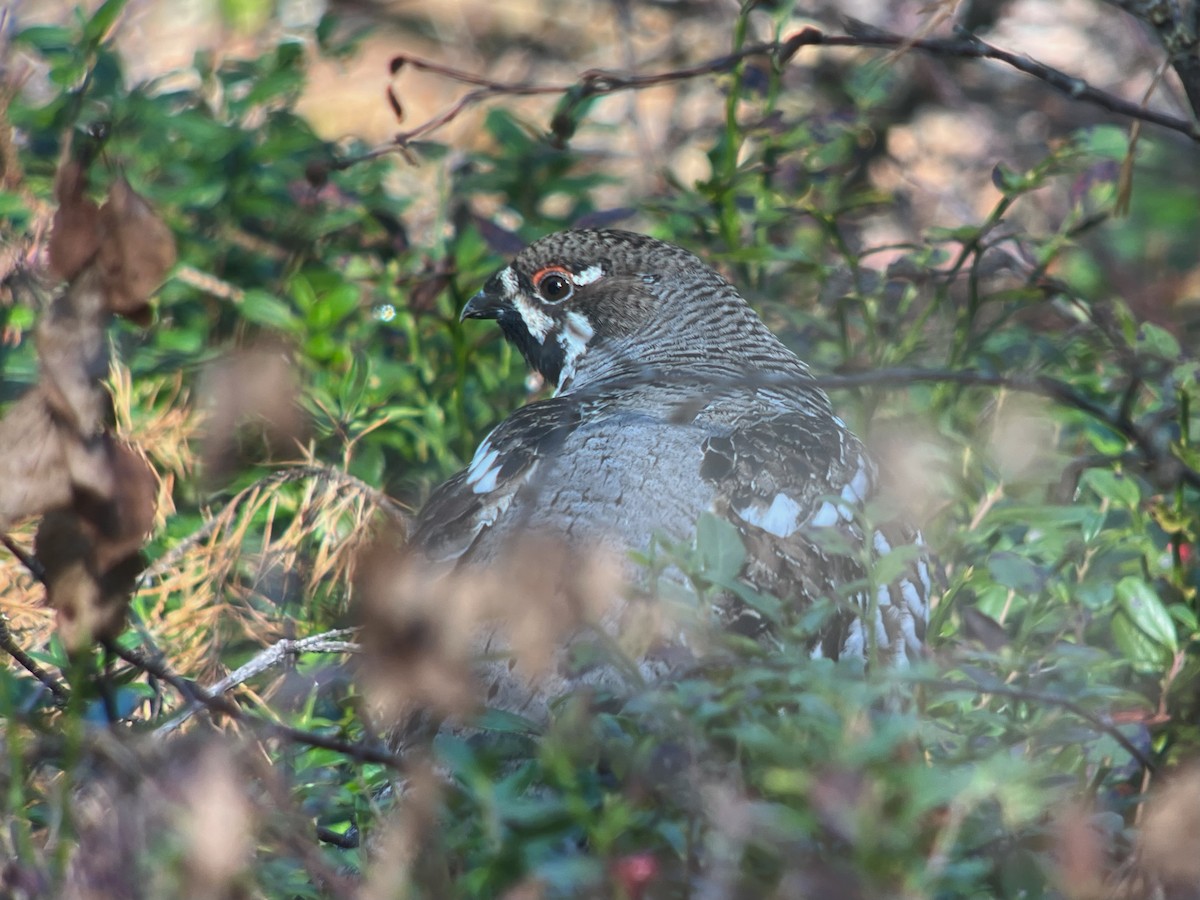 Hazel Grouse - ML642700254