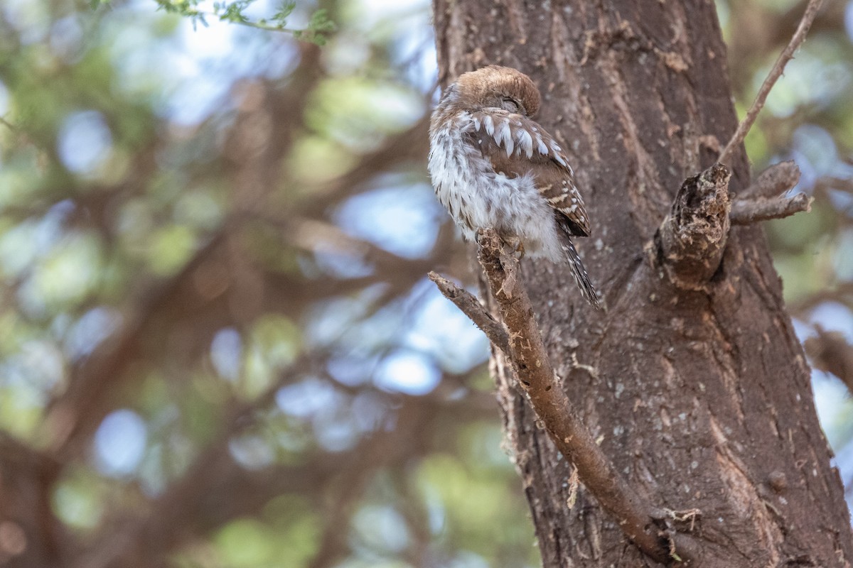 Pearl-spotted Owlet - ML642700255