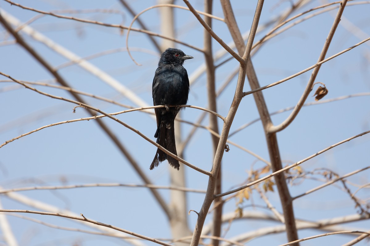 Fork-tailed Drongo - ML642700257