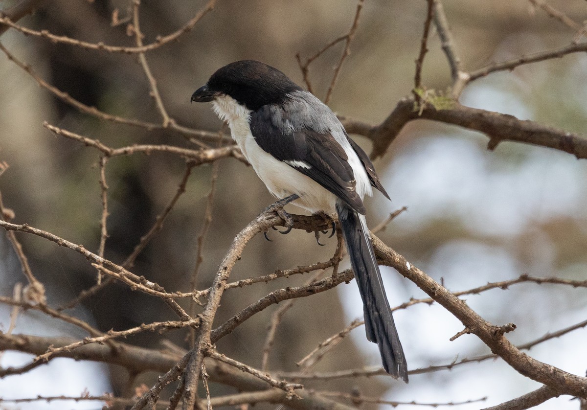 Long-tailed Fiscal - ML642700266