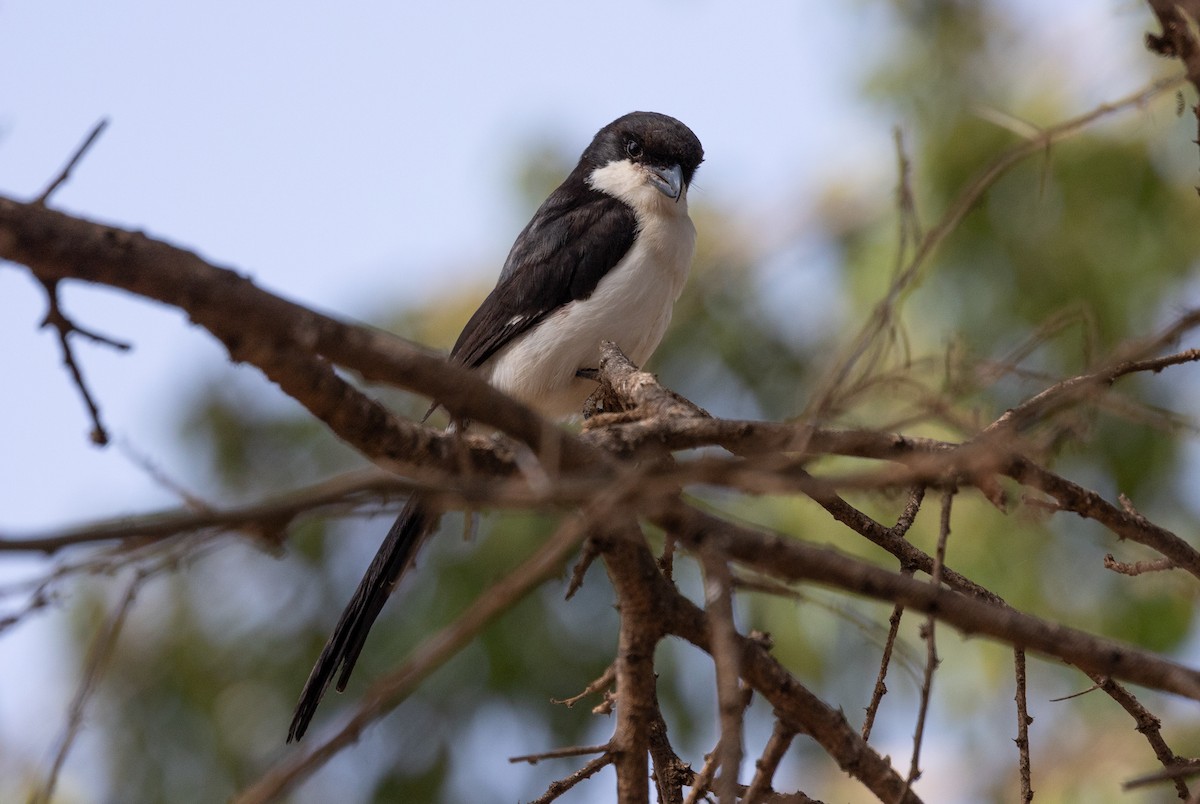 Long-tailed Fiscal - ML642700267