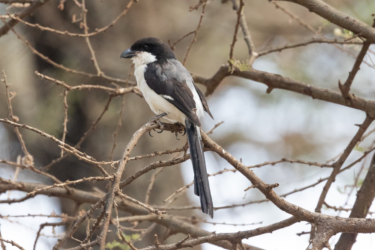 Long-tailed Fiscal - ML642700268