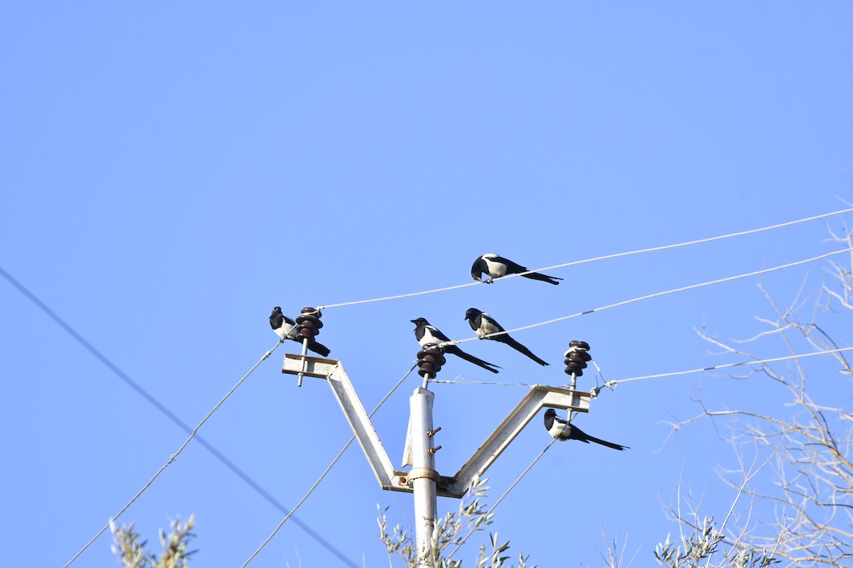 עקעק זנבתן - ML642700273