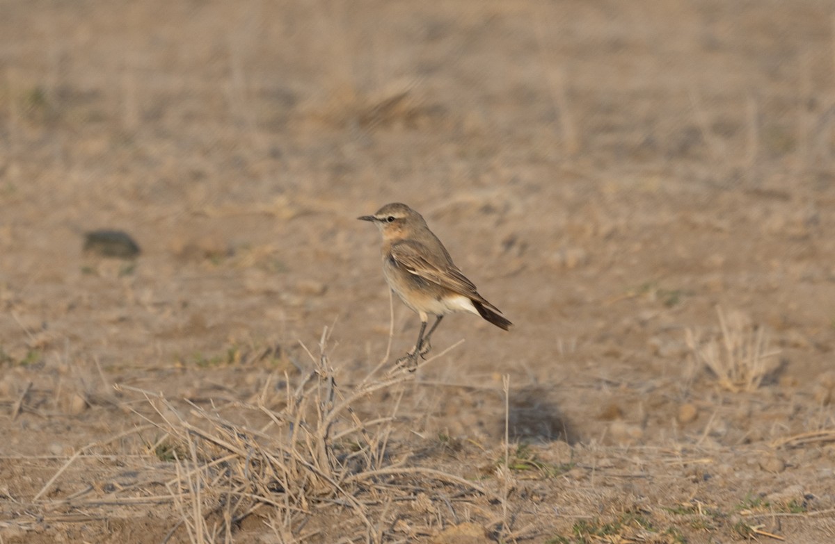 Isabelline Wheatear - ML642700275
