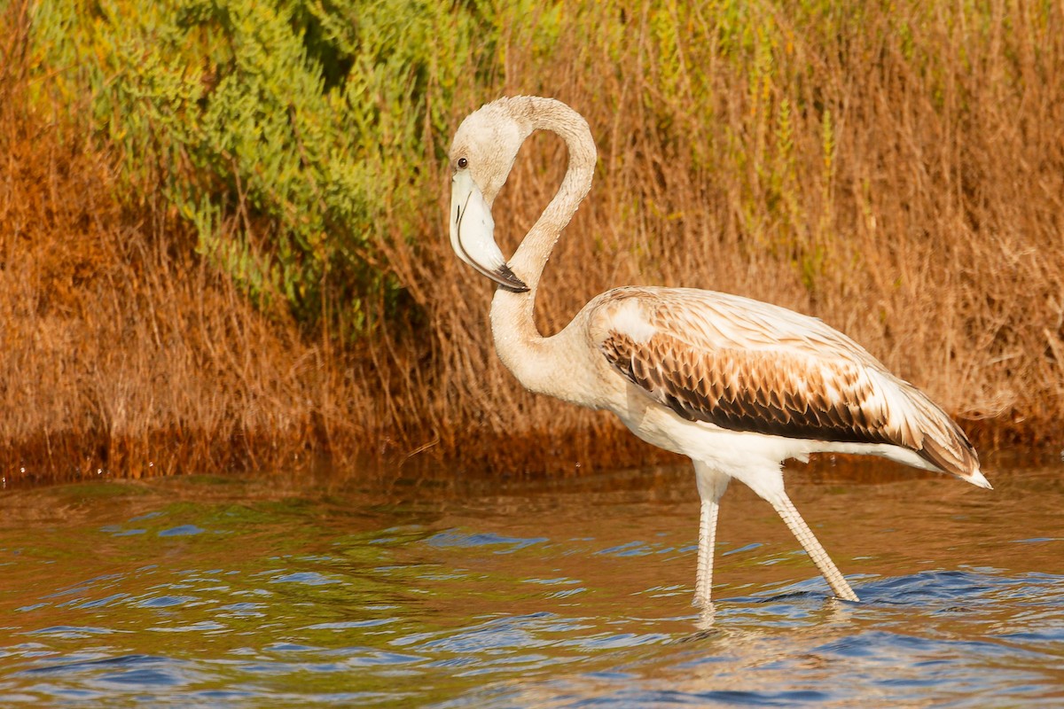 Greater Flamingo - ML642700279