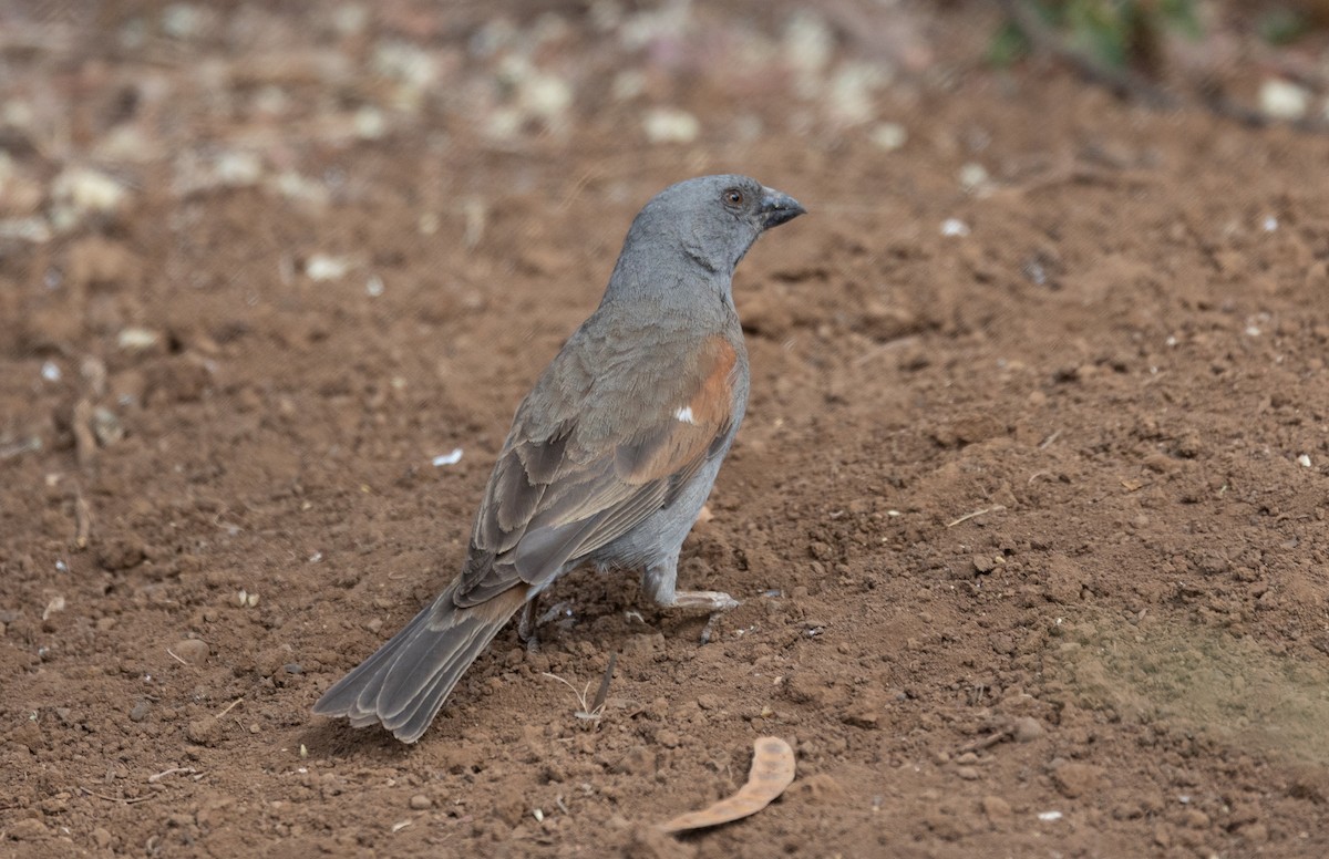 Parrot-billed Sparrow - ML642700282