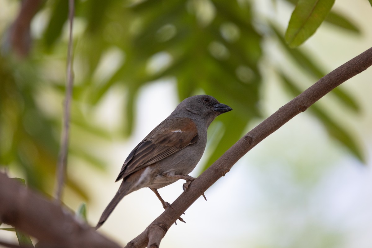 Parrot-billed Sparrow - ML642700283