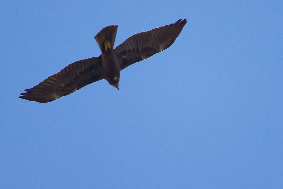 Western Marsh Harrier - ML642700287