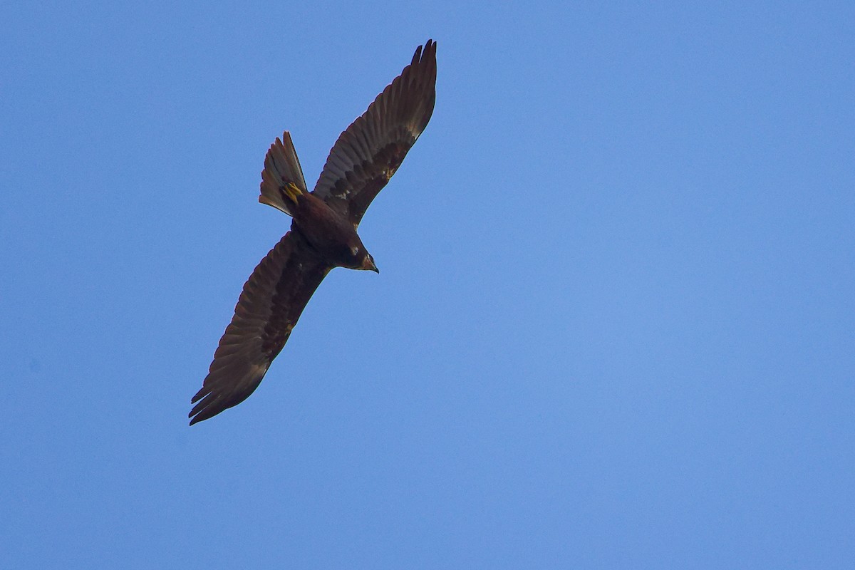 Western Marsh Harrier - ML642700288