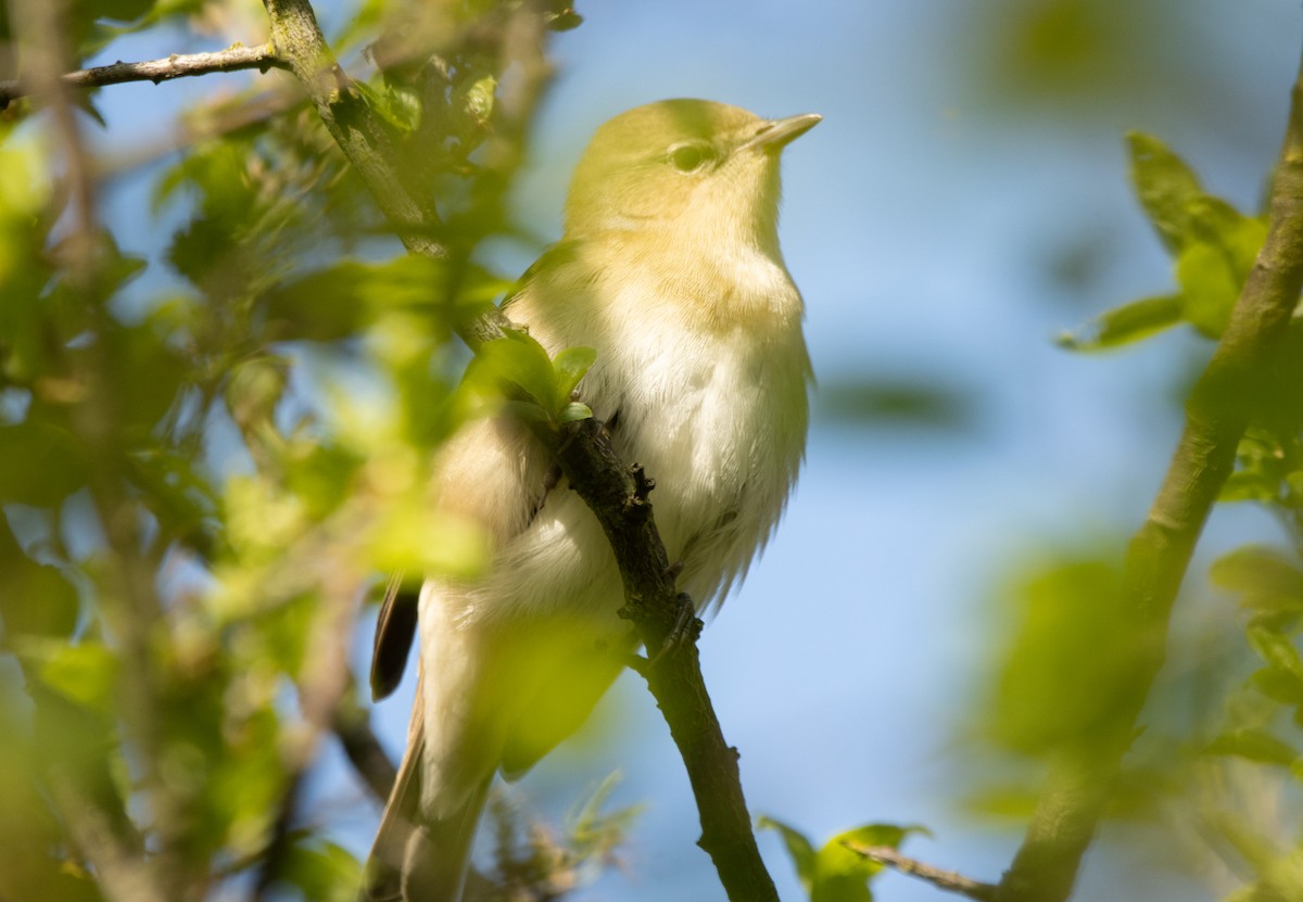 Garden Warbler - ML642700289