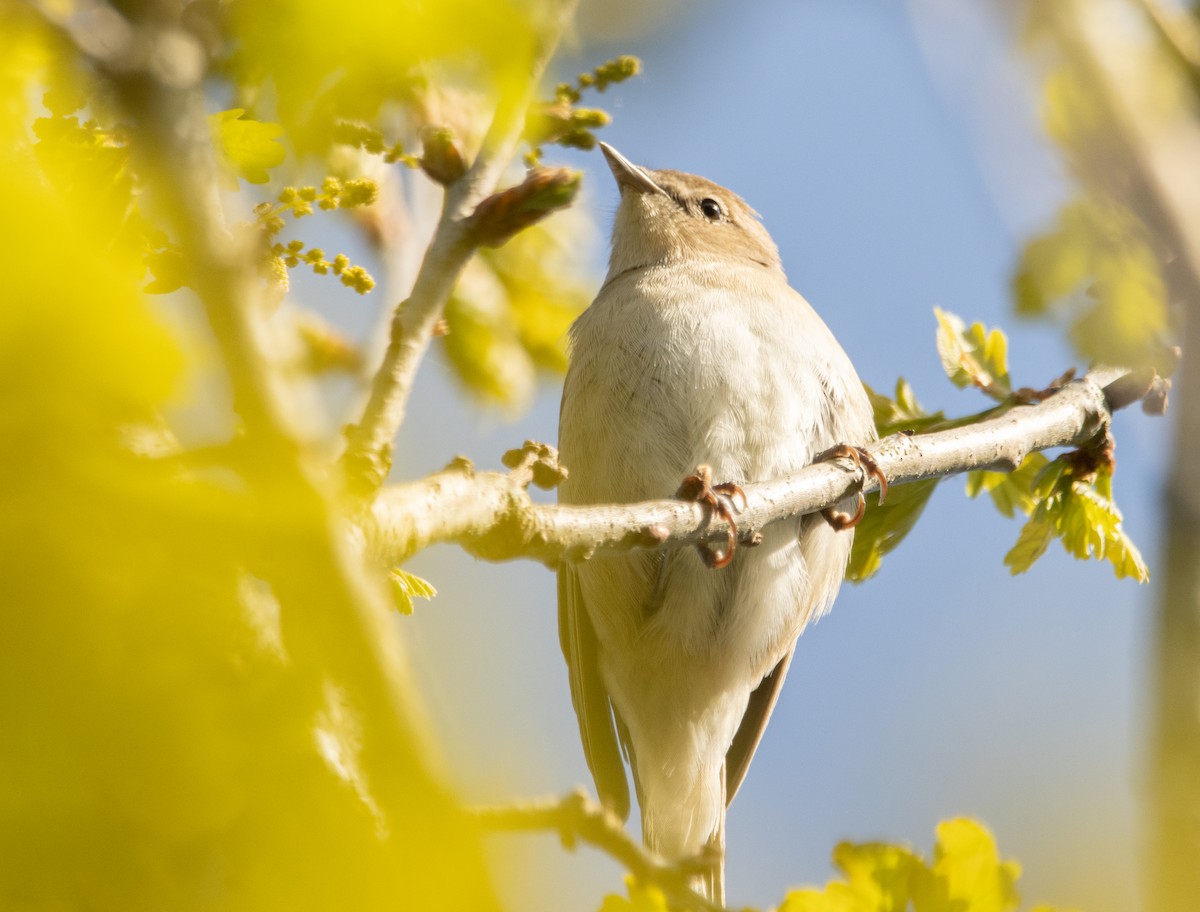 Garden Warbler - ML642700290