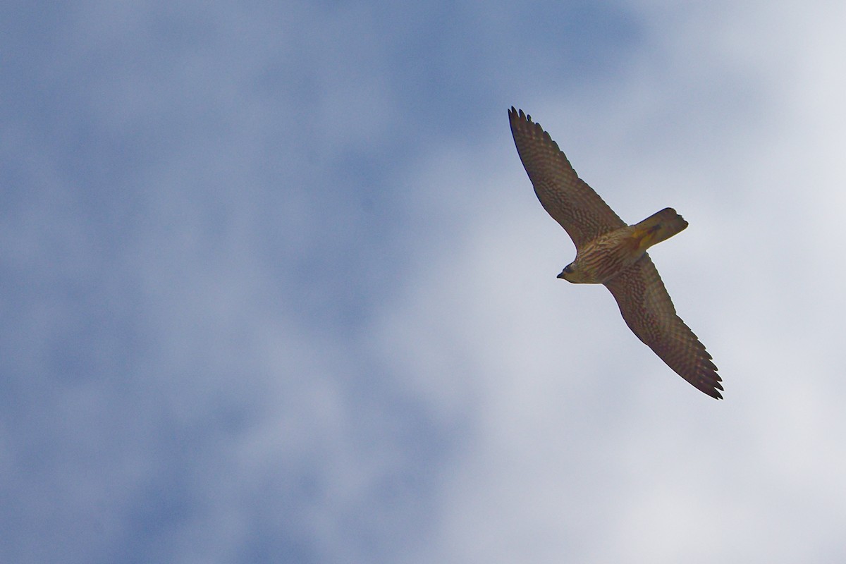 Peregrine Falcon - ML642700292