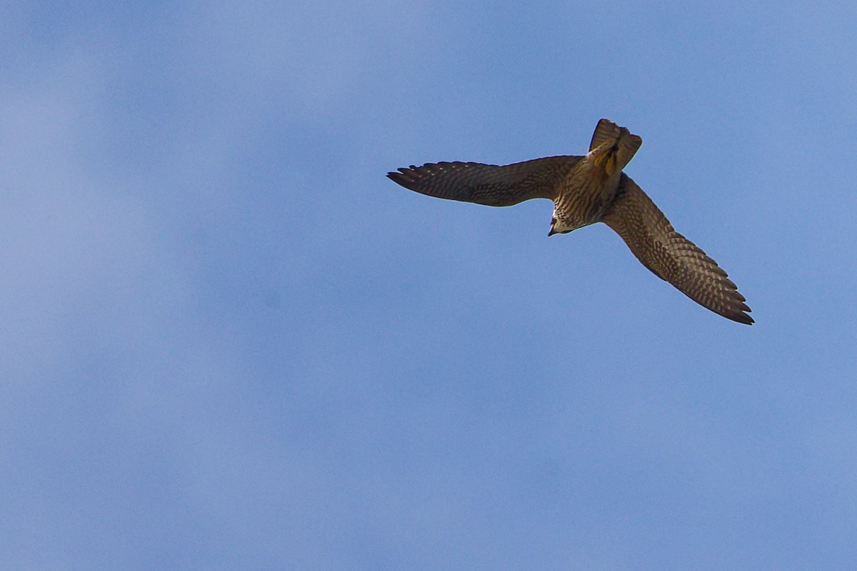 Peregrine Falcon - ML642700294