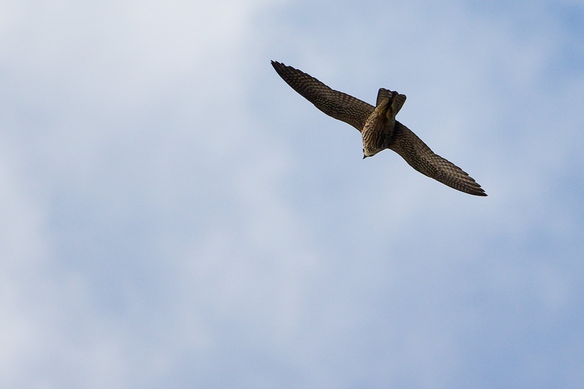 Peregrine Falcon - ML642700295