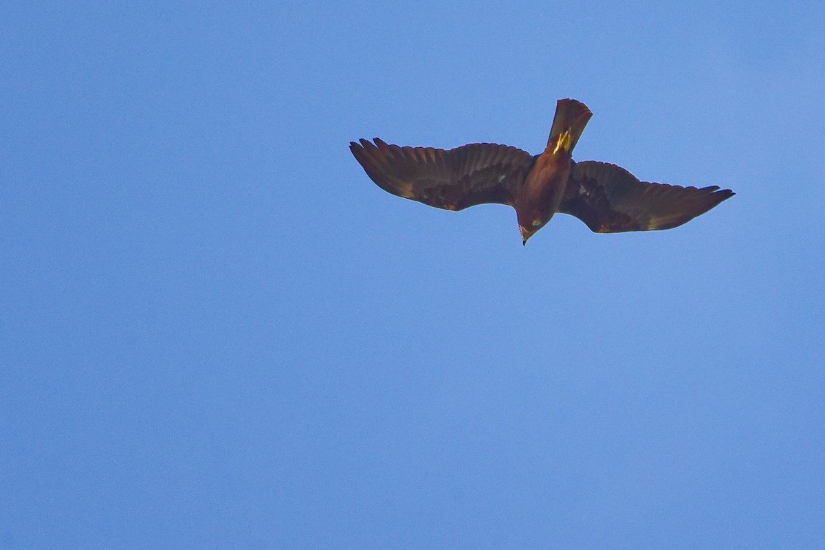 Western Marsh Harrier - ML642700296