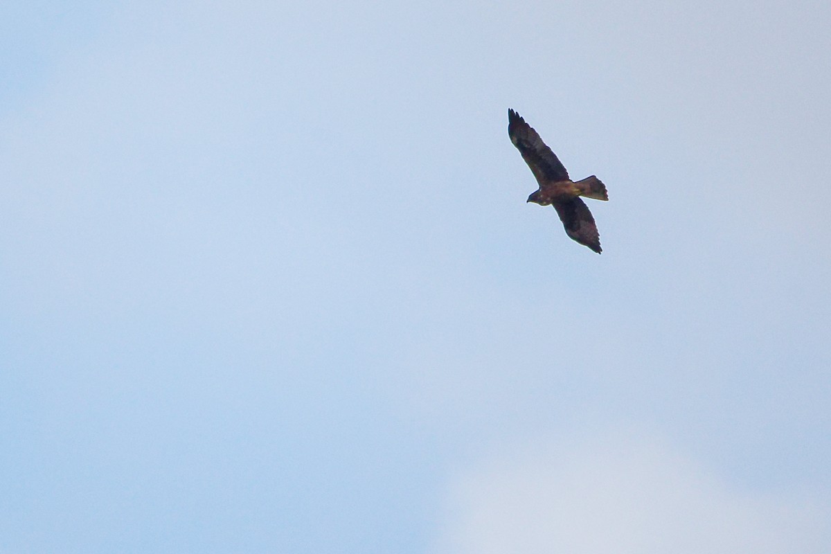 Booted Eagle - ML642700297