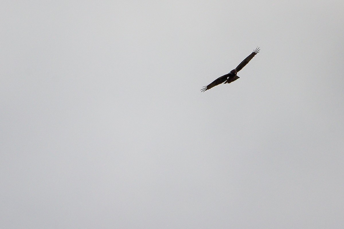Booted Eagle - ML642700298